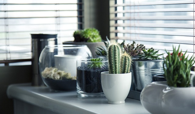Czy warto trzymać w domu kaktusy?